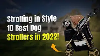 Strolling in Style: 10 Best Dog Strollers in 2022! 🛒🐾