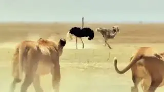 Fastest Bird on Earth vs. Lion Pride: High Speed Chase! 💨🦁 