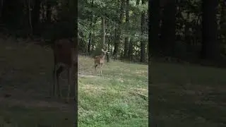 Stomping that Hoof #deer #doe #wildlife #wildlifephotography #animals