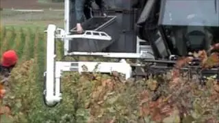 Leve caisse, ramasse caisse &agrave; vendange