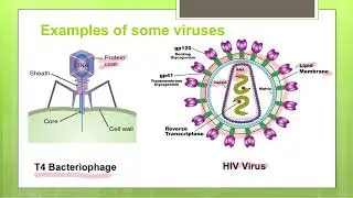 Viruses vs Bacteria | An Introduction to Viruses