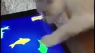 Ipad Cat app 2017 oops viral! So cute!