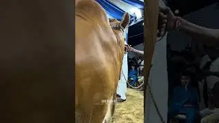 HEAVY WEIGHT BULL OF 786 CATTLE FARM 2023 | HUGE ONE