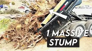 Pulling MASSIVE Stumps with a Mini Kubota