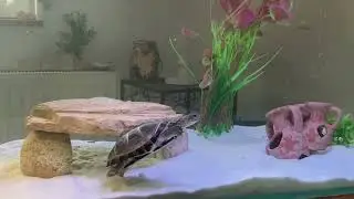 Aquatic turtles - pelusios castaneus