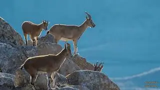 CABRAS de Monta&ntilde;as Que Desaf&iacute;an la MUERTE