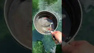 Adding new fish to the koi pond