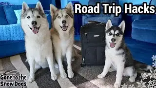 Packing For a Road Trip with Dogs | Road Trip Hacks With Dogs