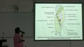 Lecture on Brain Anatomy: Projection Fibers, Internal Capsule, and Fornix Explained I MBBS