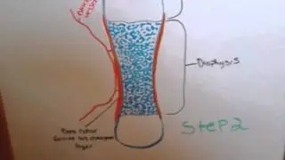 Endochondral Ossification