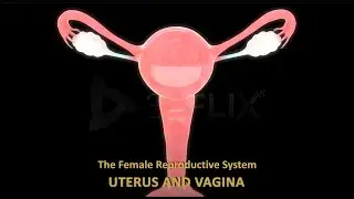 The Female Reproductive System | Uterus, Vagina & Cervix Explained