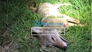 Humid and Windy Night Coyote Calling