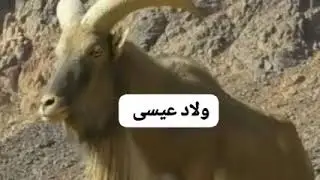 فولكلور الوسطي اولاد عيسى زاكورة. Folklore zagora lwassti oulad aissa