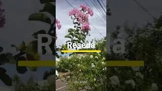 🌸Resed&aacute;: A &Aacute;rvore que Traz um Show de Flores!🪴 #diegomendesbynature #plantas #flores #nature
