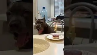 🔥АЛМАЗ IZ DOMA ERDLE 4 мес Ярославль🔥 #amstaff #питомник #щенки