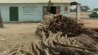 Keuru ron (L'Ombre du rônier) - Oceanium de Dakar