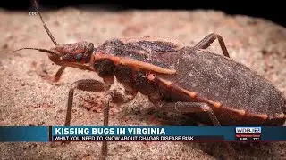 Kissing Bugs in Virginia: Experts Warn About Rare But Serious Chagas Disease Risk