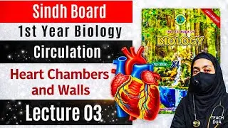 Heart: Chambers, Valves & Blood Circulation | Class 11 Biology | New Book | MDCAT