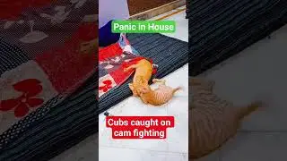 #kittenshorts #nature #catshorts #catvideo #cute #animals #panic #birds #comedy #okhlanews #news #an