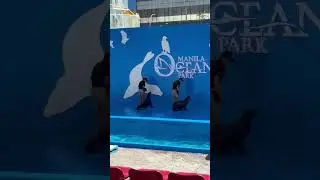 MANILA OCEAN PARK #dolphin #amazing #wow #trending #viralshort #shorts