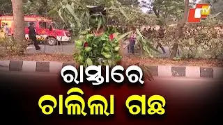 Bhubaneswar Patha Utsav Sees Unique Tree Awareness Walk on Capital Roads