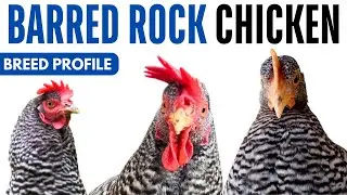 Barred Rock Chicken Breed Profile History Health Issues - Plymouth Rock Chicken Egg Ratio Lifespan