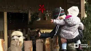 Żywa szopka atrakcją świąt
