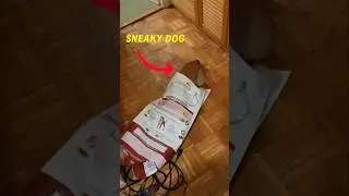 Sneaky dog 🥷