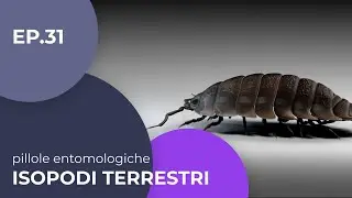Isopodi terrestri - Pillole entomologiche - 31 - Sottotitolato