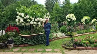 Peegee Hydrangea