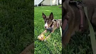 Tuca The Boxsky | Tuca the Husky Mix Puppy Tears Through A Coconut