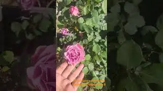 Angel face _ always the first one for blooming and fragrance. Texas zone 8