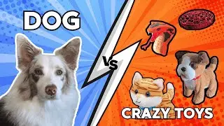 My Dog vs 4 Interactive Toys!