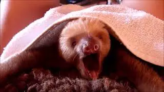Baby Sloths Being Sloths  FUNNY Compilation