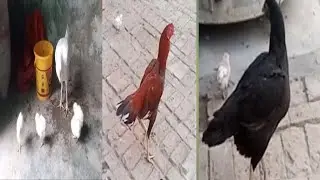 Rare Tall Chickens Collection | Long Leg Rooster & Unique Black Hen 😱🐔