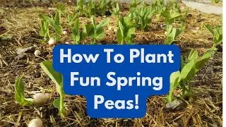 How To Plant Fun Spring Peas!