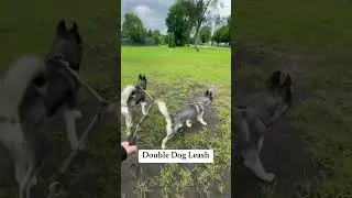 Must-Have Double Dog Leash for Hassle-Free Walks! #doubledogleash