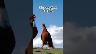 #filog&uuml;vercini #pigeon #yavruhayvanlar #birds #pigeons #g&uuml;vercin