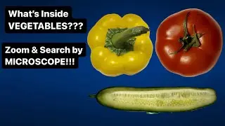 Vegetables Under The Microscope
