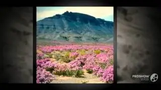 Ruschia - garden plants