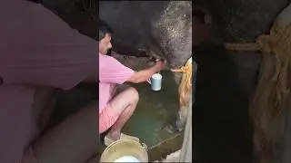 #shorts #shortvideo #dairfarming #farming #animals #subscribe