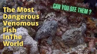 Most Dangerous Fish In The World - It Could Kill You : GoDivePH Real World Scuba Diving