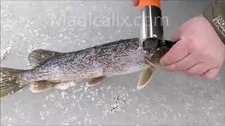 Electric Fish Scaler by Magicalix