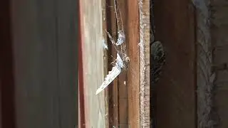 Spider Vs Butterfly! #bugs #insects #predation