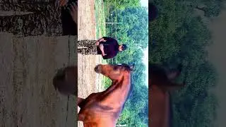 घोड़े के साथ दोस्ती कैसे करें ? #horse #horseriding #horsetraining