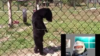 Talking Shark watches hilarious Bear vids