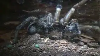 Wolf Spider Seven Second Closeup in 3-D!!!