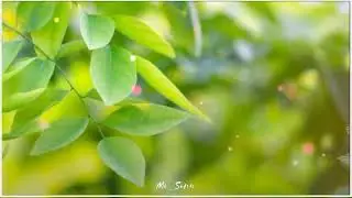 Moving photo of leaf || particles moving and light effect|| plz like, share and subscribe and hit 🔔.