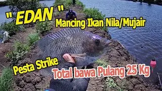 Mancing Ikan Nila/Mujair di Empang