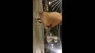 Gigantes de Falces en torrejon de ardoz